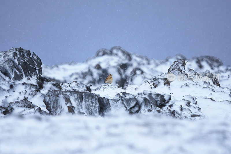 欧亚云雀(Alauda arvensis)在早春大雪中。